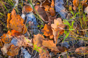 closeup red dry oak leaves in grass, varicoloured seasonal background