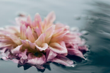 Lotus flower on the water surface after rain