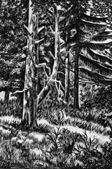 Dense forest - illustration. Detailed drawing of an old scary dense forest, drawn by a pencil.