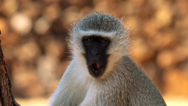 Close up of baboon in the Kruger National Park, South Africa