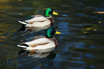 Two mallard ducks swimming in the pond