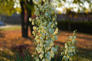 Close up view of this beautiful plant called Adam’s needle and thread (Yucca filamentosa in...