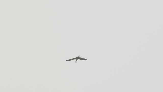 Belcher's gulls performing daredevil stunts with its play object of a sea urchin isolated in slow motion