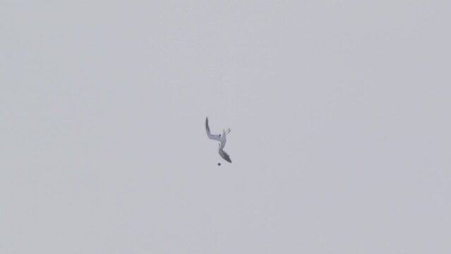 Belcher's gulls paying in midair with a sea Urchin, Diving and catching it in midair and a contest in slow motion Aerial Acrobatics