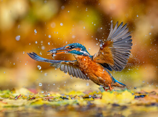 Kingfisher catching fish in Suffolk, UK during Autumn. The Autumn leaves provioding a beautiful...