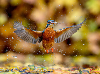 Obraz premium Kingfisher catching fish in Suffolk, UK during Autumn. The Autumn leaves provioding a beautiful colourful background