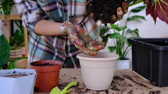 Transplanting a home plant Begonia into a pot with a face. A woman plants a stalk with roots in a new soil. Caring for a potted plant, hands close-up