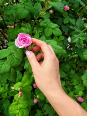 A pink rose and a female hand in the frame