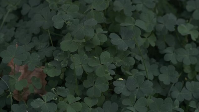 Lucky Irish.  St patrick's day. National Symphony of Ireland