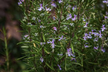 The selected focus. Blue flowers on a green background. Blooming rosemary on a sunny day. Rosemary plant with blue and purple flowers. Medicinal herb in the garden. Blooming rosemary. A flowering rose - Powered by Adobe