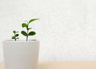 white pot with houseplant lemon stands on a wooden table against the background of a gray-white wall. The concept of minimalism. Houseplant care concept