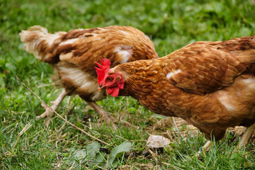 hens and chickens in the farm green field