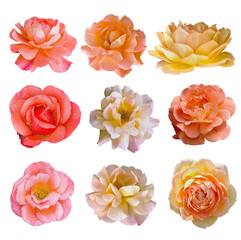 Set of nine pink and orange rose flowers isolated on a white background