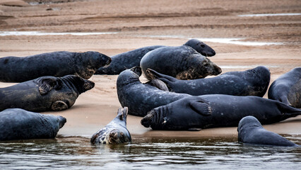 Phoques et veaux de mer sur le rivage de la mer du nord en baie d'Authie  © Concept Photo Studio