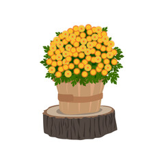 Chrysanthemum bush in wooden pot. Autumn decor