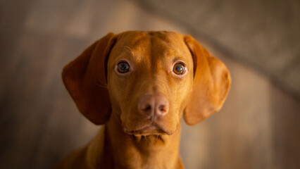 vizsla dog portrait