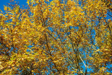 yellow foliage leaves autumn tree forest