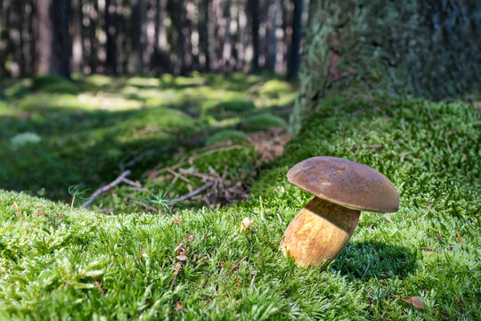 Beautiful pine or pinewood king bolete mushroom growing in autumn forest green moss. Boletus pinophilus. Close-up of delicious edible fungus known as bioaccumulator of heavy metals mercury or cadmium.