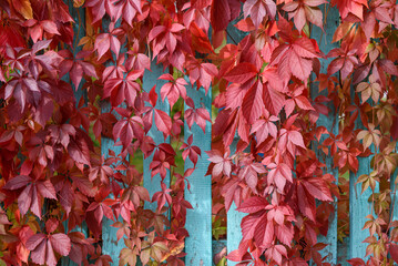 Parthenocissus in autumn with red leaves on wooden fence