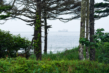 coastal forest with lianas on the Pacific coast, Kuril Islands