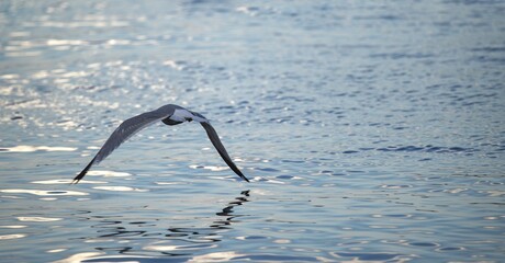 Vol oiseau