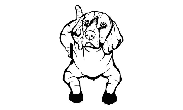 Beagle dog black and white hand drawn cartoon portrait, Sitting and looking forward, Dogs, Funny happy smiling pug, pets themed design element, icon, logo