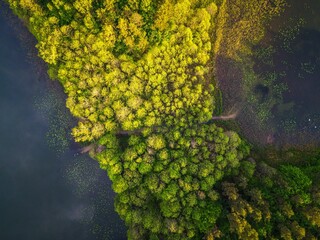 Aerial view of dense yellowish-green forests on the lakeshore in Kaszuby, Poland - obrazy, fototapety, plakaty