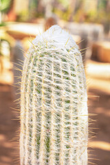 Cactus Espostoa lanata. Old Man Cactus, Woolly Cactus with white fluffy hairy. 