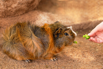brown guinea pig eating. feeding guinea pig. caring
