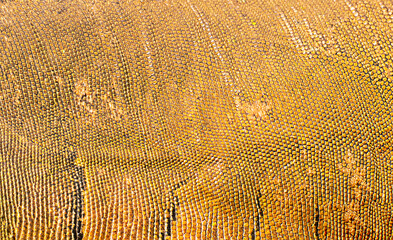 closeup macro of brown sandy lizard reptile skin. background