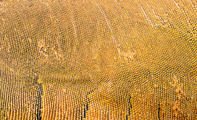 Fototapeta premium closeup macro of brown sandy lizard reptile skin. background