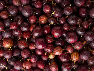 Red gooseberries close-up. Berry background. Background of gooseberries. Gooseberry harvest.