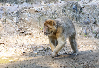 Barbary macaque (Macaca sylvanus) running on the ground