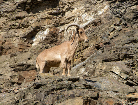Barbary sheep (Ammotragus lervia) standing on a rock wall