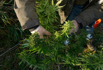 Grower hands taking care of cannabis plant growing in the field - obrazy, fototapety, plakaty
