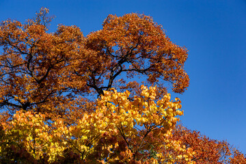 Beautiful autumn leaves of acer buergerianum.