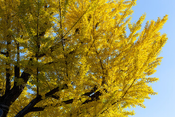 Ginkgo leaves shining yellow in the autumn sky.