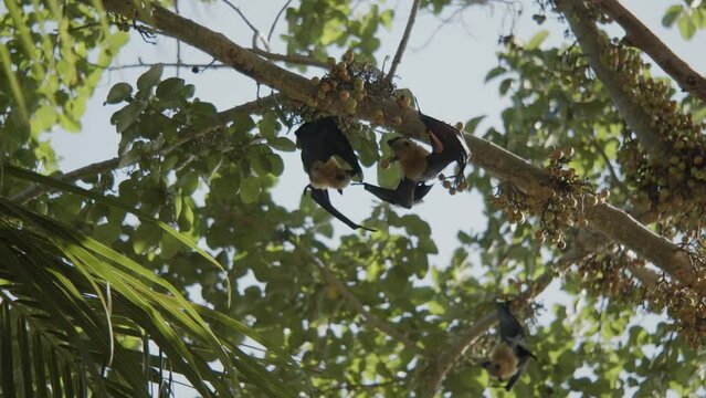 2 bats fighting on fig tree for wood, and flying away after brawl