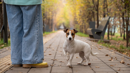 Dog jack russell terrier with the owner on a walk in the autumn park. 