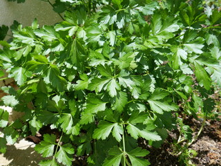 Parsley Italian Giant Parlsey. Traditional Italian Giant type parsley with medium to large flat...