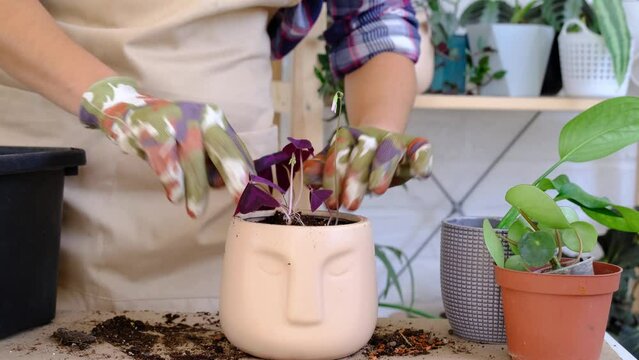 Transplanting a home plant into a new pot. Replanting exotic plants, Caring and reproduction for a potted plant, hands close-up