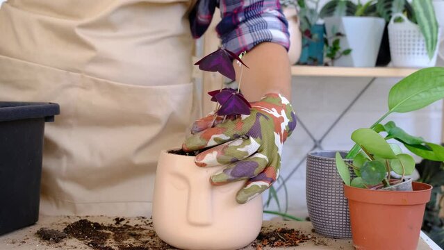 Transplanting a home plant into a new pot. Replanting exotic plants, Caring and reproduction for a potted plant, hands close-up
