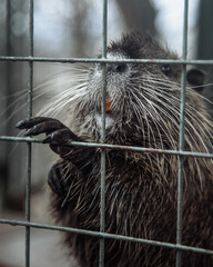 Nutria or Myocastor coypus peeking out out of cage