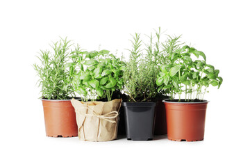 fresh herbs in garden pots isolated on white background
