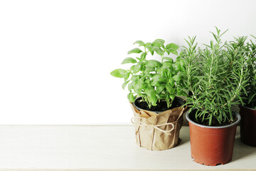 Fresh herbs in garden pots on a light background with place for text