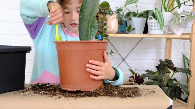 Daughter Helps Mom Transplants Home Plants, Plants Sansevieria Into A New Soil And Pot. Mom Teaches Taking Care Of Potted Plants. Hobbies For A Child, Helping An Adult At Home, The Environment