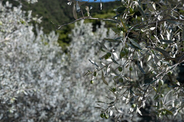 Closeup of an olive branch with green olives in a field of grey olive trees. The olive trees have been treated with white clay. Autumn in Provence. France.