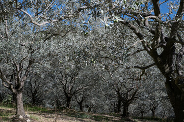 A grey colored oliviers field. A blue sky. Autumn in Provence. France.