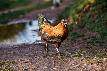 Free Range Poultry and Waterfowl before DEFRA bird flu Lockdown
