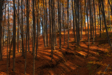 Fototapety na wymiar - Fototapeta24.pl